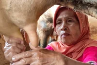 Peternak di Jawa Tengah sedang memerah susu sapi. (Dok. Pemprov Jateng)