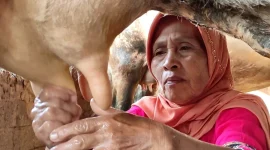 Peternak di Jawa Tengah sedang memerah susu sapi. (Dok. Pemprov Jateng)