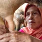 Peternak di Jawa Tengah sedang memerah susu sapi. (Dok. Pemprov Jateng)