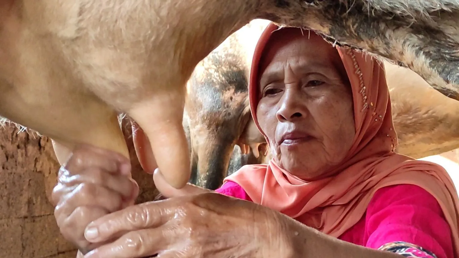 Peternak di Jawa Tengah sedang memerah susu sapi. (Dok. Pemprov Jateng)