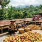 Ilustrasi petani sedang mengolah kakao. (AI)