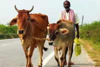 Ilustrasi penjaga sapi India. (Foto: Pexels)