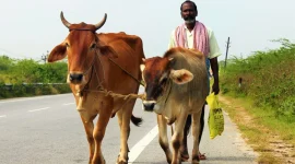 Ilustrasi penjaga sapi India. (Foto: Pexels)
