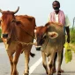 Ilustrasi penjaga sapi India. (Foto: Pexels)