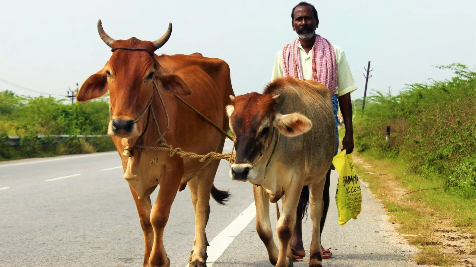 Ilustrasi penjaga sapi India. (Foto: Pexels)