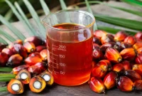 Ilustrasi minyak kelapa sawit mentah (crude palm oil/CPO). (AI)