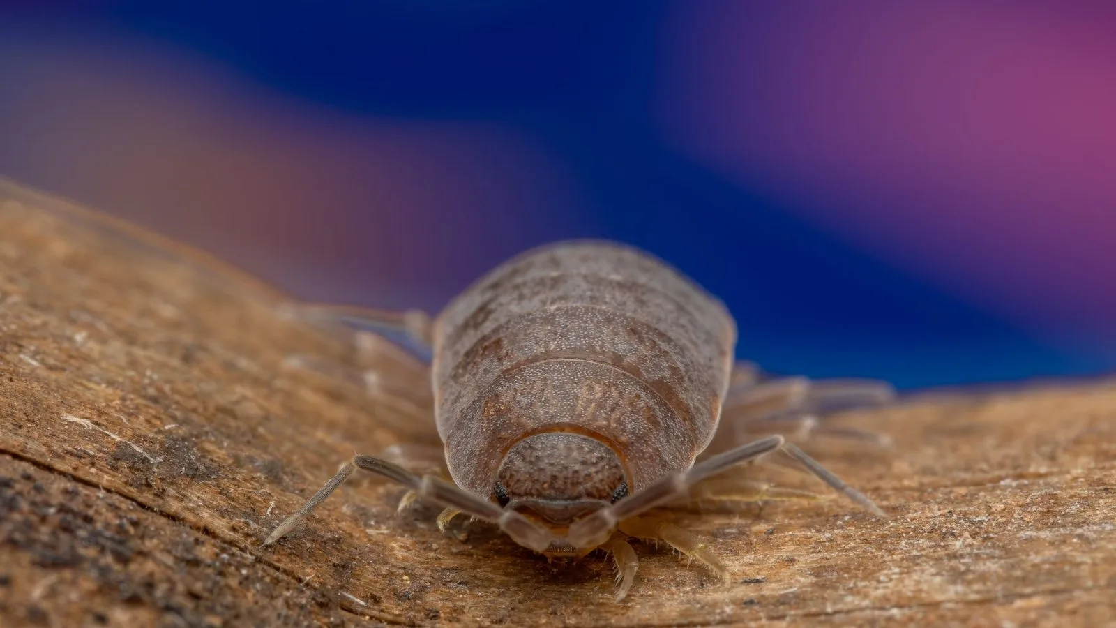 Ilustrasi seekor kutu kecil. (Foto: Pexels)